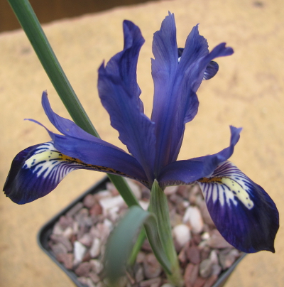 Iris reticulata 'Fabiola' 